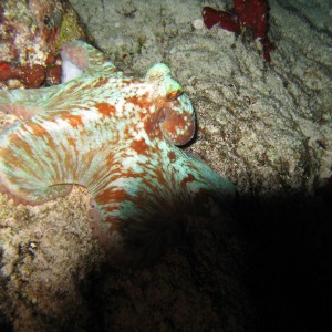 Octopus on Night Dive