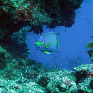 Queen Angelfish on Cozumel Reef