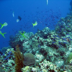 Healthy Cozumel Reefs