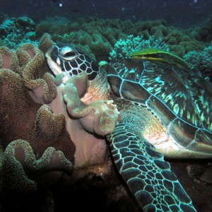 resting turtle