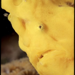 yellow frogfish red sea