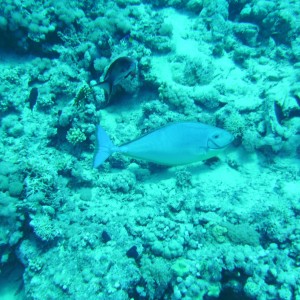 Sharm_El_Sheik-Sleek-Unicornfish