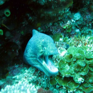 Moray - too blurry and cant remeber what type it was