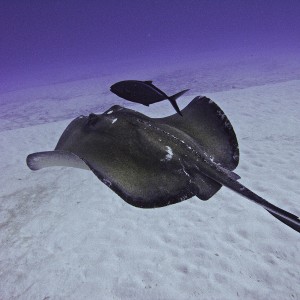 SOUTHERN RAY AND FRIEND