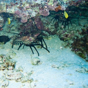 Lobster Creatures