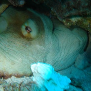Sleeping Octopus