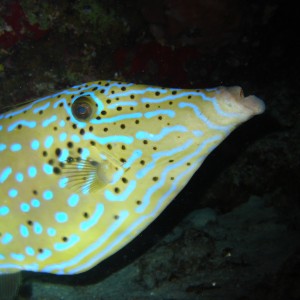 Cool looking fish on a night dive.  One of my favs.