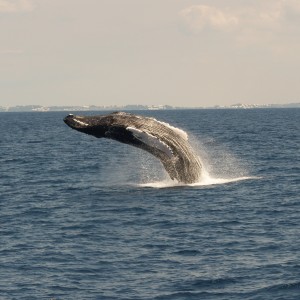 breaching humpback