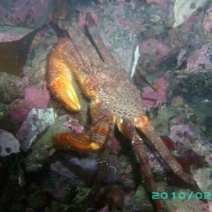 2010-02-02_05_Helmet_Crab