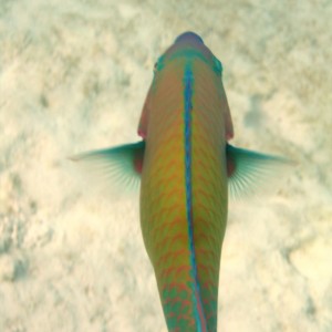 Bullethead parrotfish at Ypao Beach, Guam.