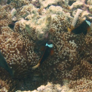 Dusky anemonefish at Ypao Beach, Guam.