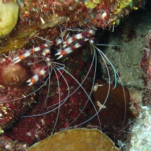 coral_shrimp1
