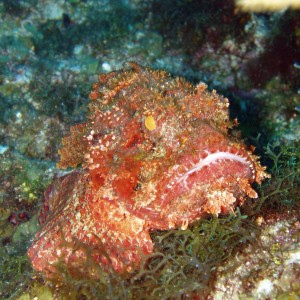 scorpionfish1-c