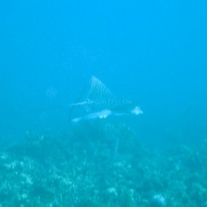 jamaica-spotted_eagle_ray