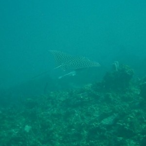 jamaica-spotted_eagle_ray_shark