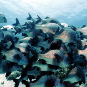Black Margates (Belize)