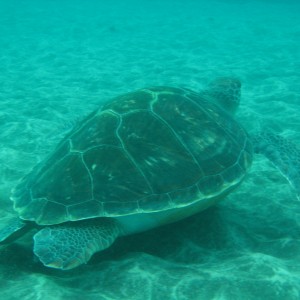 Tenerife turtles el pertito