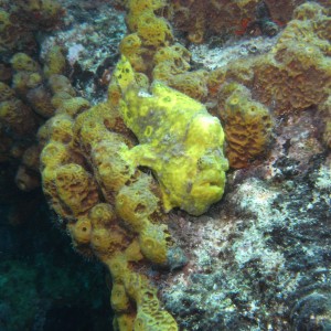 Frog fish on the Pedernalis in Aruba