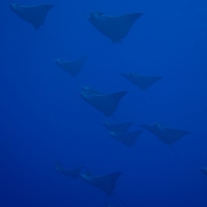 Eagle Rays in Cozumel