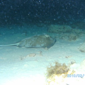 Night Dive Aruba
