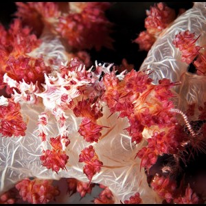 Moalboal soft coral decorator crab