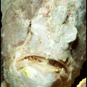 Moalboal frogfish portrait