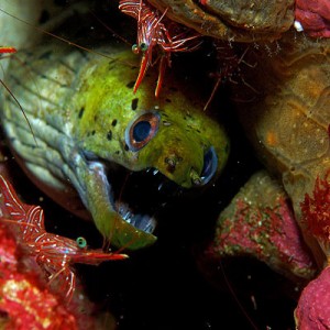 moray-and-shrimps