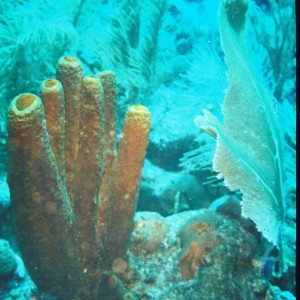Tube Sponge and Sea Fan