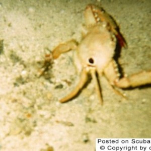 Crab coming out of sand