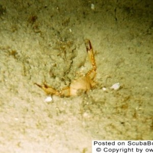 Crab Hiding in Sand