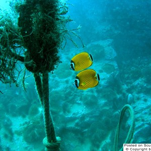 Butterfly_Fish
