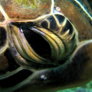 Eye of the Turtle