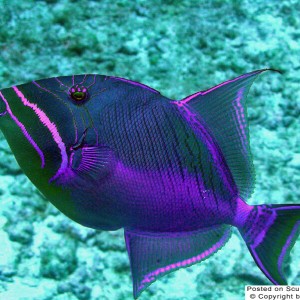 Triggerfish