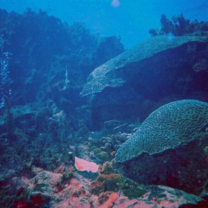 Jamaica Coral