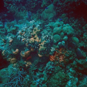 Grand Cayman Coral