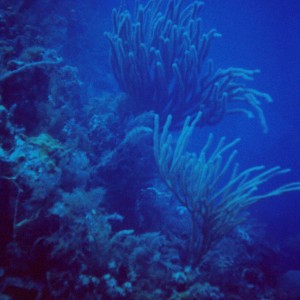 Grand Turk Coral
