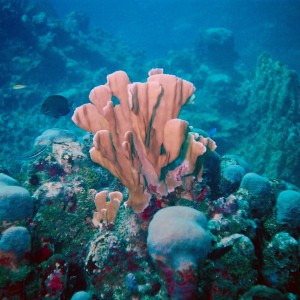 Cozumel Coral