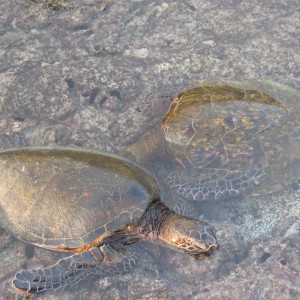 Big Island Trip 2010 Turtles