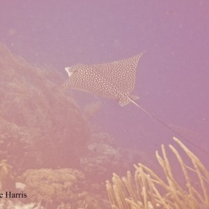 Oil Slick Leap Spotted Eagle Ray