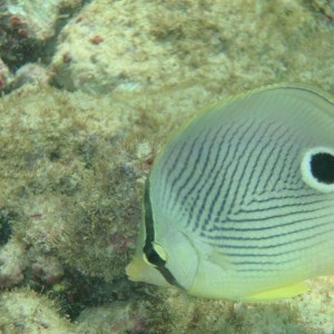 Aruba_4_eyed_butterfly_fish_flipped