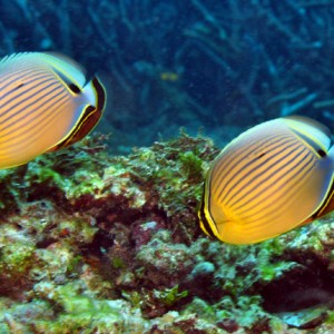 redfin butterfly fish