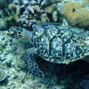 Roatan-Turtle