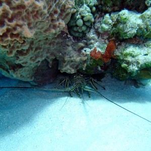 Roatan-Lobster