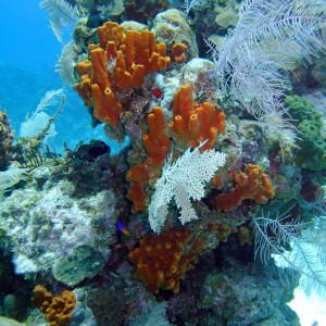 Roatan-Coral