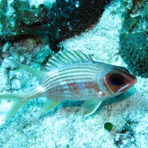 Squirrellfish