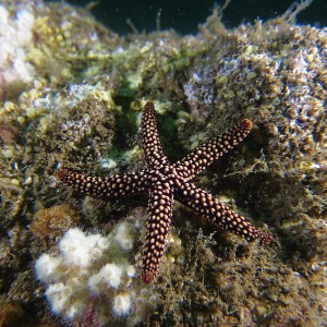 starfish1001