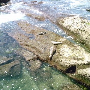 Harbor Seals On The Rocks