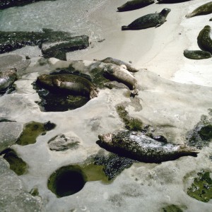 Harbor Seals & Pups On The  Rocks