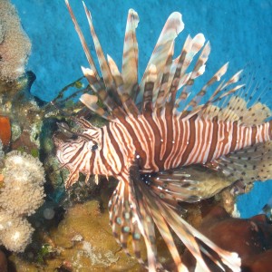 Exuma Islands Lionfish