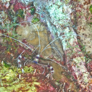 Bonaire Shrimp